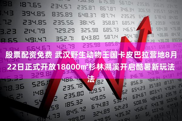 股票配资免费 武汉野生动物王国卡皮巴拉营地8月22日正式开放18000㎡杉林溯溪开启酷暑新玩法